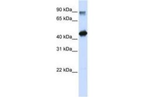 Image no. 1 for anti-High-Mobility Group 20A (HMG20A) (N-Term) antibody (ABIN6740593) (HMG20A antibody  (N-Term))