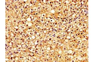 IHC image of ABIN7153467 diluted at 1:300 and staining in paraffin-embedded human adrenal gland tissue performed on a Leica BondTM system. (Galectin 9 antibody  (AA 1-323))