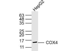 Jurkey cell lysates probed with COX4 (8D8) Monoclonal Antibody, Unconjugated (bsm-33037M) at 1:300 overnight at 4˚C. (COX IV antibody)