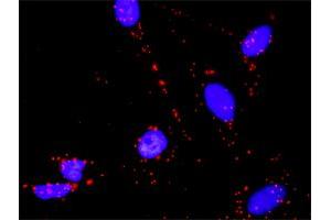 Proximity Ligation Assay (PLA) image for anti-Tumor Protein P53 (TP53) (AA 94-201) antibody (ABIN521046)