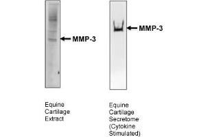 MMP3 antibody - middle region  validated by WB using Articular cartilage secretome at 1:1000.