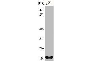 Western Blot analysis of HeLa cells using Bax Polyclonal Antibody (BAX antibody  (N-Term))