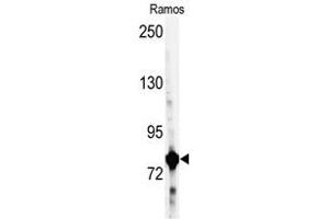 Image no. 1 for anti-Glycyl-tRNA Synthetase (GARS) (C-Term) antibody (ABIN360353) (GARS antibody  (C-Term))