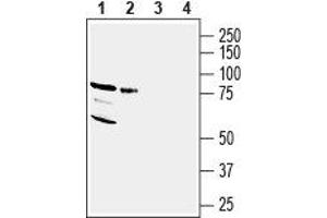 Western blot analysis of human MCF-7 breast adenocarcinoma cell lysate (lanes 1 and 3) and human MDA-MB-231 breast adenocarcinoma cell lysate (lanes 2 and 4): - 1,2. (Neuregulin 3 antibody  (Extracellular, N-Term))