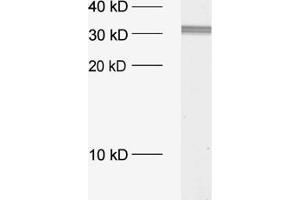 dilution: 1 : 1000, sample: crude synaptosomal fraction of rat brain (P2) (STX2 antibody  (Cytoplasmic Domain))