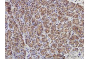 Immunoperoxidase of monoclonal antibody to DUSP6 on formalin-fixed paraffin-embedded human pancreas. (DUSP6 antibody  (AA 1-381))