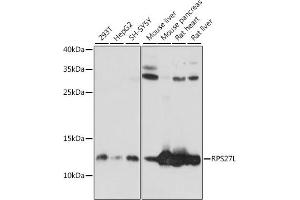 Western blot analysis of extracts of various cell lines, using RPS27L antibody (ABIN7270023) at 1:1000 dilution. (RPS27L antibody  (AA 1-84))