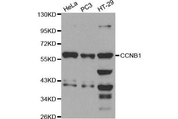 Cyclin B1 antibody  (C-Term)