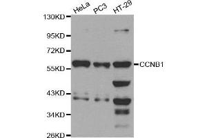 Western blot analysis of extracts of various cell lines, using CCNB1 antibody. (Cyclin B1 antibody  (C-Term))