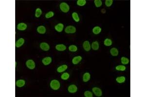 Immunocytochemistry staining of HeLa cells fixed with 4 % Paraformaldehyde and using anti-HP1-gamma mouse mAb (dilution 1:200). (CBX3 antibody)
