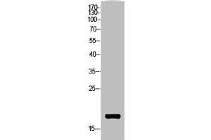 Western Blot analysis of AD-293 cells using Acetyl-NF-E4 (K43) Polyclonal Antibody (NFE4 antibody  (acLys43))