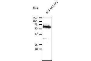 Anti-GST Ab at 2,000 dilution, rabbit polyclonaj to goat lµg (HRP) at 1/10,000 dilution, (GST antibody)