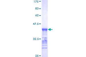 BRAF Protein (AA 346-445) (GST tag)
