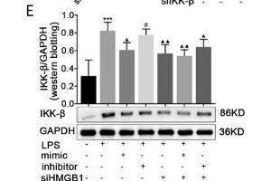 Effects of paeonol on IKK-β in LPS-induced RAW264. (GAPDH antibody)