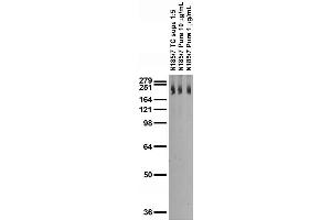 Adult rat brain membrane immunoblot.