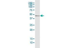 SMAD7 monoclonal antibody (M05), clone 2G6. (SMAD7 antibody  (AA 160-260))