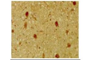 Immunohistochemical staining of mouse tissue using anti-pRb2/p130 antiserum. (p130 antibody  (C-Term))