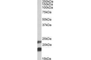AP21511PU-N CIRBP antibody staining of Mouse Testis lysate at 0.