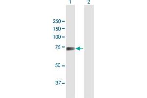 Western Blot analysis of TDP1 expression in transfected 293T cell line by TDP1 MaxPab polyclonal antibody. (TDP1 antibody  (AA 1-608))