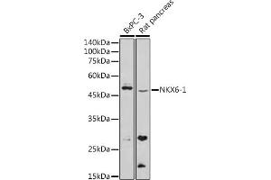 Western blot analysis of extracts of various cell lines, using NKX6-1 antibody (ABIN7268929) at 1:500 dilution.