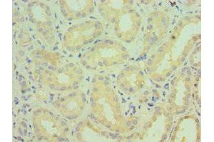 Immunohistochemistry of paraffin-embedded human kidney tissue using ABIN7149270 at dilution of 1:100 (CYP4A11 antibody  (AA 1-200))