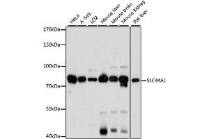 Western blot analysis of extracts of various cell lines, using SLC44A1 antibody.