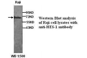 Image no. 1 for anti-Hes Family bHLH Transcription Factor 1 (HES1) (N-Term) antibody (ABIN790919) (HES1 antibody  (N-Term))
