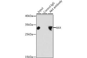 Immunoprecipitation analysis of 200 μg extracts of HepG2 cells, using 3 μg  antibody (ABIN3022789, ABIN3022790, ABIN3022791 and ABIN6219230).