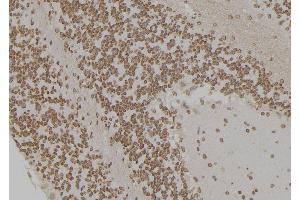 ABIN6276925 at 1/100 staining Rat brain tissue by IHC-P. (HSPA1L antibody  (Internal Region))