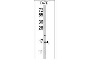 Western blot analysis of PEA-15 Antibody (C-term) (ABIN652463 and ABIN2842315) in T47D cell line lysates (35 μg/lane). (PEA15 antibody  (C-Term))