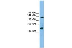 Image no. 1 for anti-Polymerase (RNA) I Polypeptide B, 128kDa (POLR1B) (AA 1007-1056) antibody (ABIN6744853) (POLR1B antibody  (AA 1007-1056))
