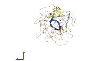 Protein Structure (PS) image for Synemin, Intermediate Filament Protein (SYNM) (AA 1-1565) protein (His tag) (ABIN7555692)
