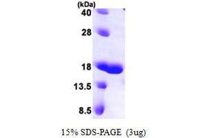 SDS-PAGE (SDS) image for Galectin 7 (LGALS7) (AA 1-136) protein (His tag) (ABIN667401) (LGALS7 Protein (AA 1-136) (His tag))