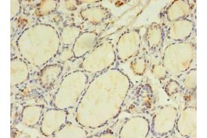 Immunohistochemistry of paraffin-embedded human thyroid tissue using ABIN7165127 at dilution of 1:100