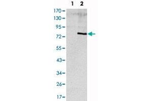 Western blot analysis using APOE monoclonal antibody, clone 1H4  against HEK293 (1) and ApoE (aa : 20-267)-hIgGFc transfected HEK293 (2) cell lysate.