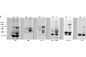 Development of multiple gene expression pigs with GT knock-out. (CD55 antibody  (Center))