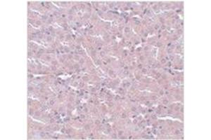 Immunohistochemistry of FRMPD2 in mouse kidney tissue with FRMPD2 antibody at 5 μg/ml. (FRMPD2 antibody  (N-Term))