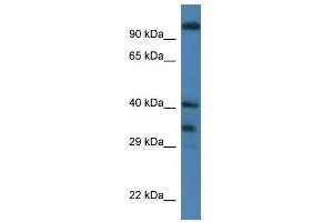 Western Blot showing Morf4l1 antibody used at a concentration of 1. (MORF4L1 antibody  (Middle Region))
