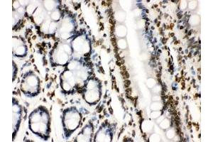 Immunohistochemistry (IHC) image for anti-Lamin B1 (LMNB1) (AA 266-583) antibody (ABIN4951627)