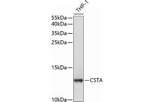 Western blot analysis of extracts of THP-1 cells, using CSTA antibody  at 1:1000 dilution. (CSTA antibody  (AA 1-98))