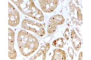 IHC testing of FFPE human kidney with NOLC1 antibody at 2ug/ml. (NOLC1 antibody)