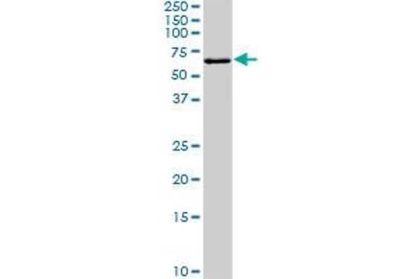 Fgr antibody  (AA 1-90)