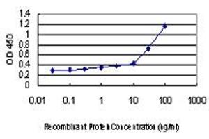 Detection limit for recombinant GST tagged NDN is approximately 0. (NDN antibody  (AA 222-321))