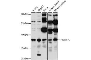 Western blot analysis of extracts of various cell lines, using POLDIP2 antibody (ABIN7269457) at 1:1000 dilution. (POLDIP2 antibody  (AA 250-350))