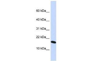 H2AFX antibody used at 1 ug/ml to detect target protein.