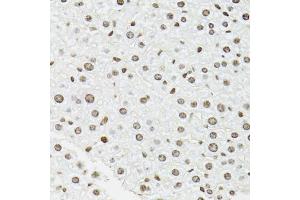 Immunohistochemistry of paraffin-embedded mouse liver using EDF1 antibody (ABIN5971272) at dilution of 1/100 (40x lens). (EDF1 antibody)