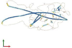 AlphaFold protein structure predicition of Mouse Recombinant Cep164 Protein, UniprotID Q5DU05 (CEP164 Protein (AA 1-1446) (His tag))