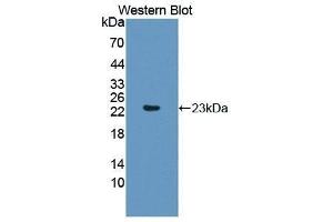Western Blotting (WB) image for anti-Caspase 1 (CASP1) (AA 317-404) antibody (ABIN1858235) (Caspase 1 antibody  (AA 317-404))