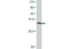 Western Blot detection against Immunogen (36. (NAT10 antibody  (AA 2-98))