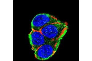 Confocal immunofluorescent analysis of AKT2 Antibody (ABIN652284 and ABIN2841195) with 293 cell followed by Alexa Fluor 488-conjugated goat anti-rabbit lgG (green). (AKT2 antibody)